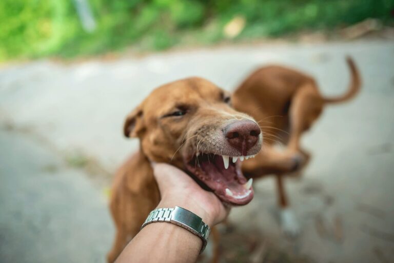Aggressive Dog attack
