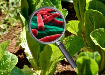 E. Coli Outbreak from Contaminated Romaine Lettuce