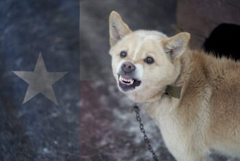Texas First Bite Rule for Dog Bite Cases